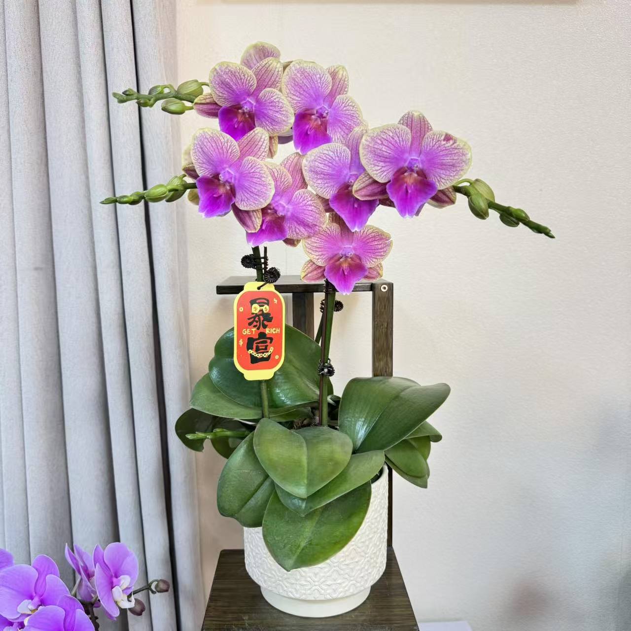 一物一拍《美人鱼》蝴蝶兰粉紫色系 蜡质花  冬季好养花期长~