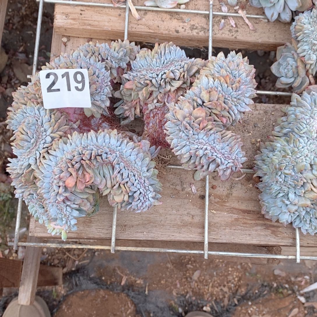 梅***舞219 破烂玩意儿哇哇哇