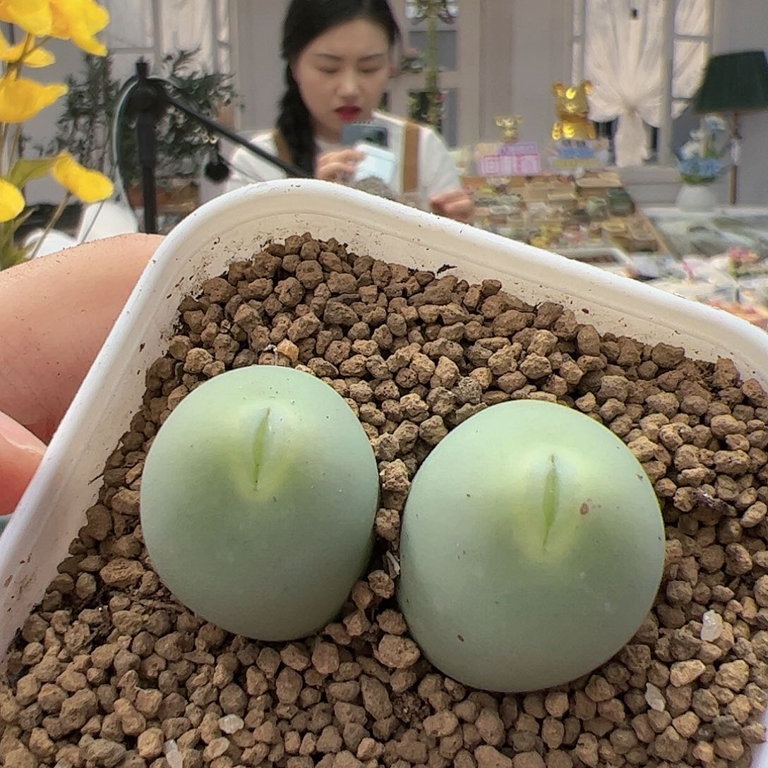 【闪购商品】385 鸽子蛋嘟嘴