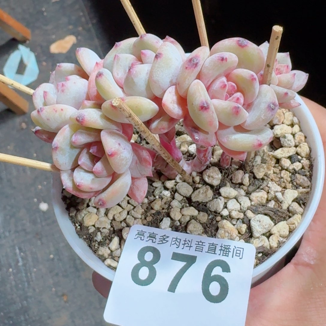 星影树桩         精品多肉