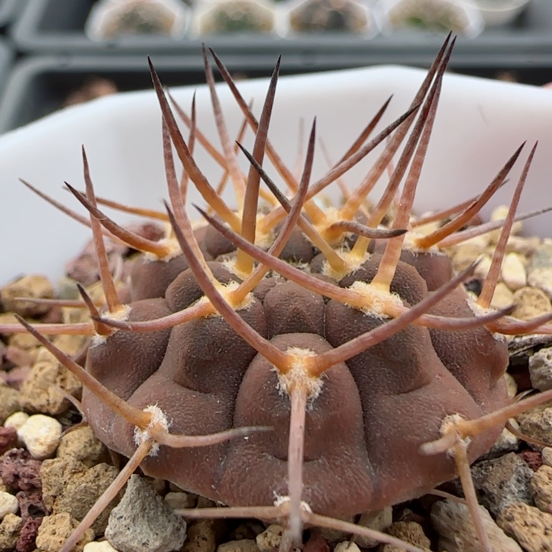 实生武勋丸多肉000