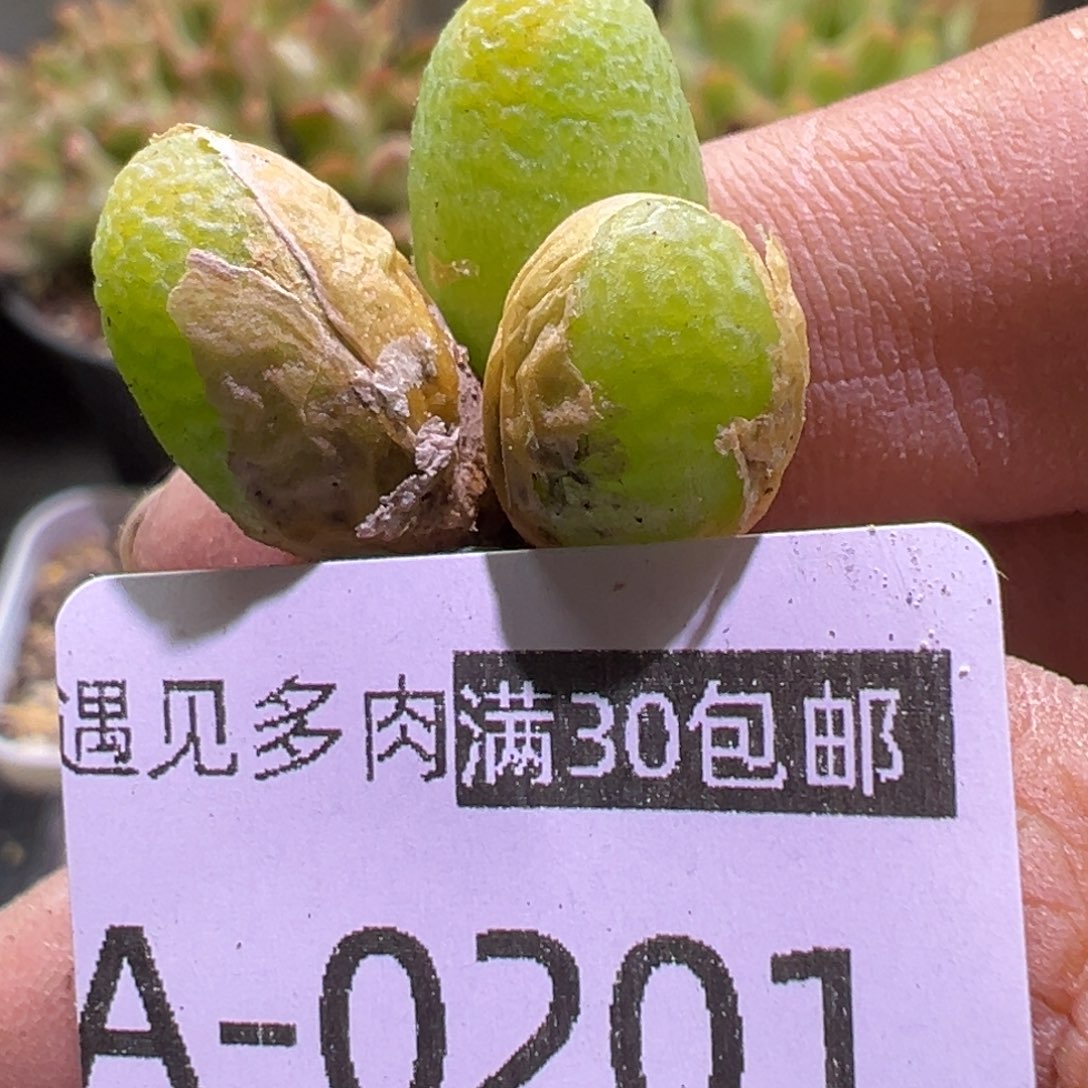 多肉植物111111111111111