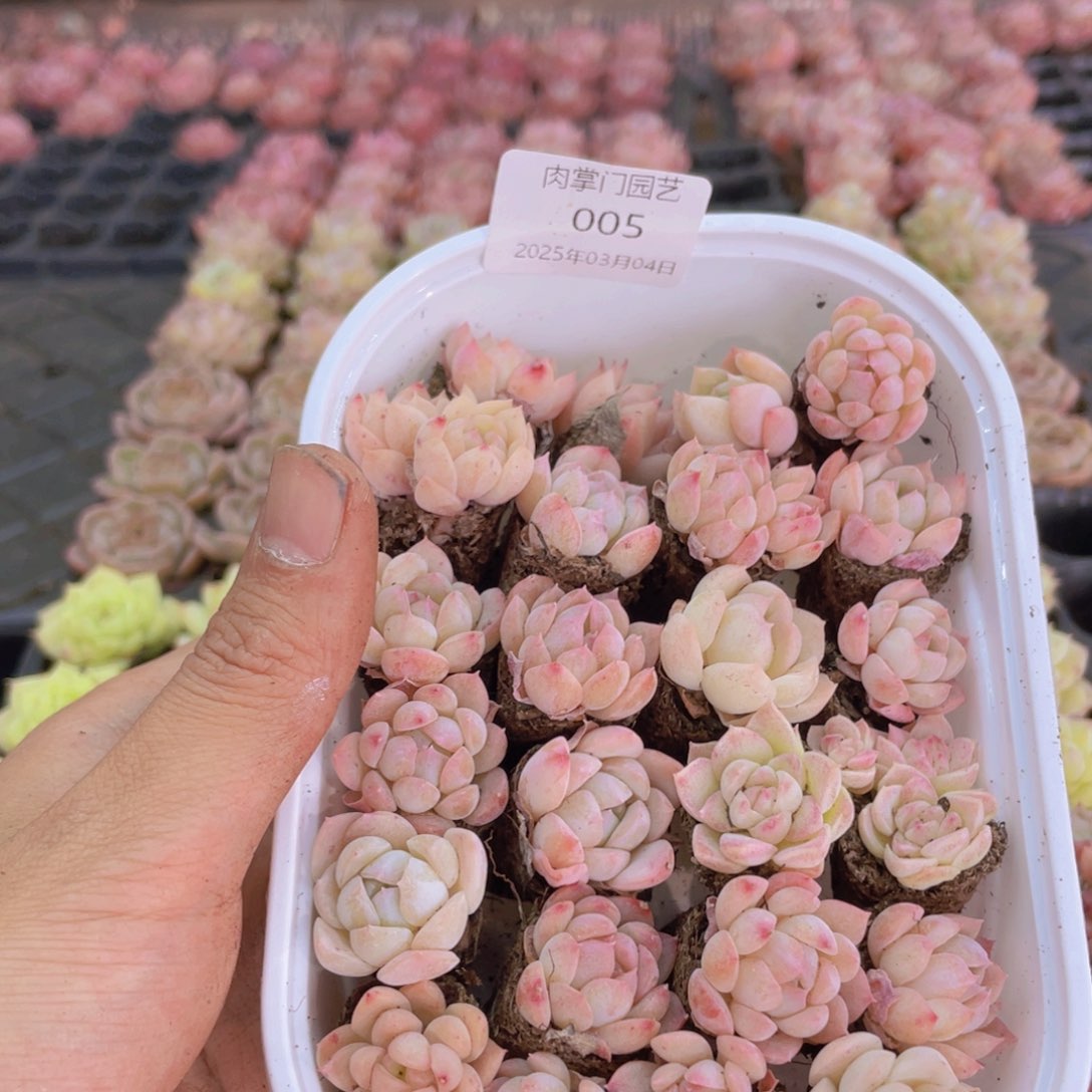 开心快乐幸福005