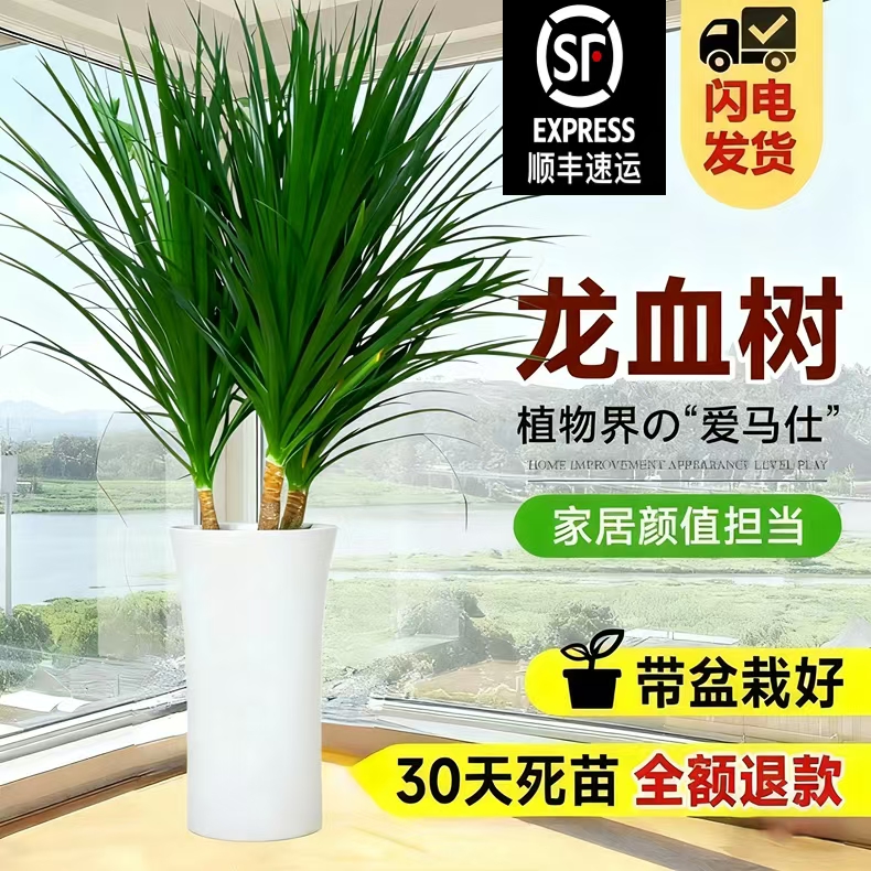 束脚小蛮腰盆三棵龙血树黑珍珠室内盆栽四季大型绿植盆栽