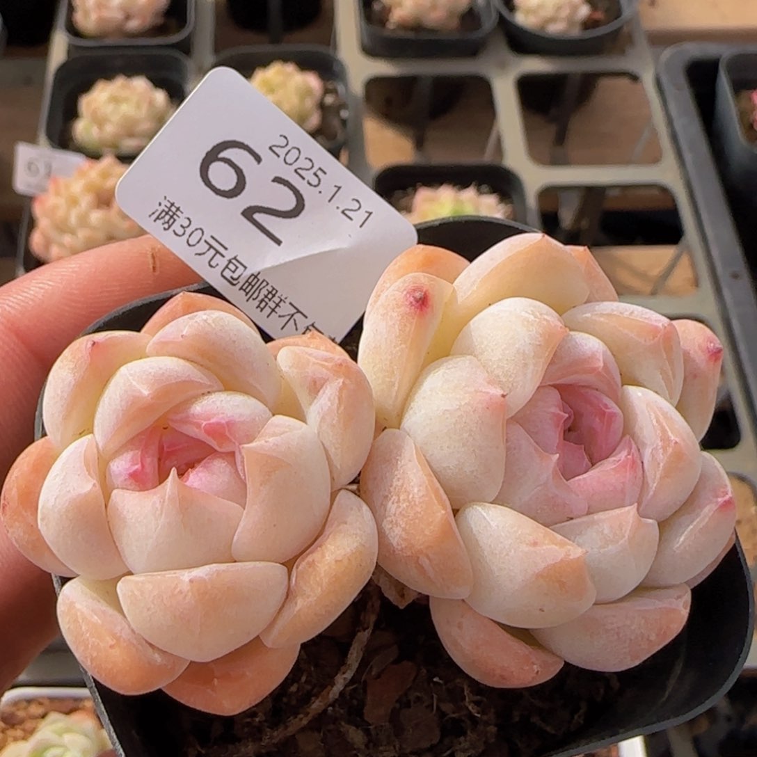 珍妮双头老桩一颗脱土