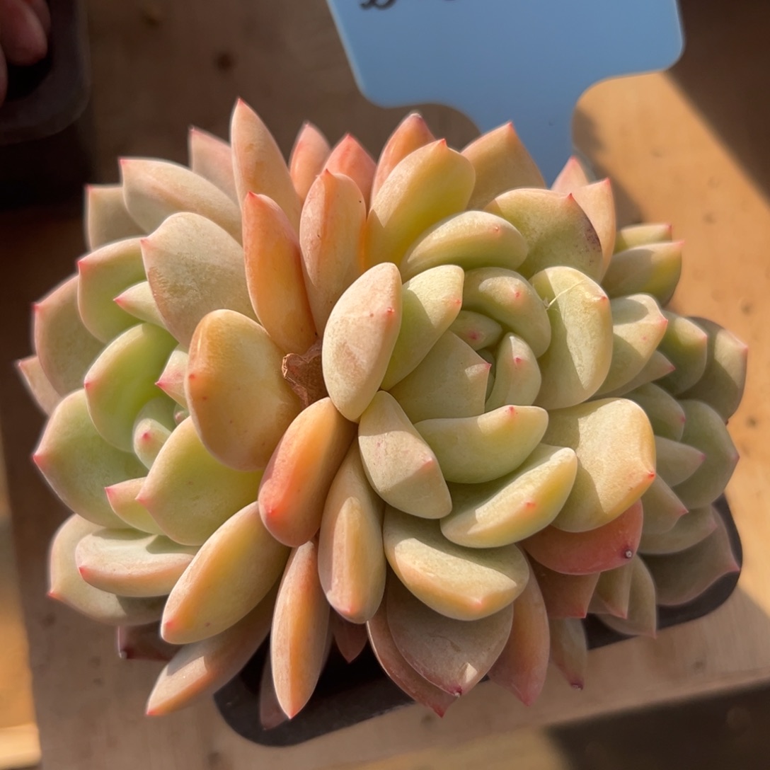 七**?350125-44橙子