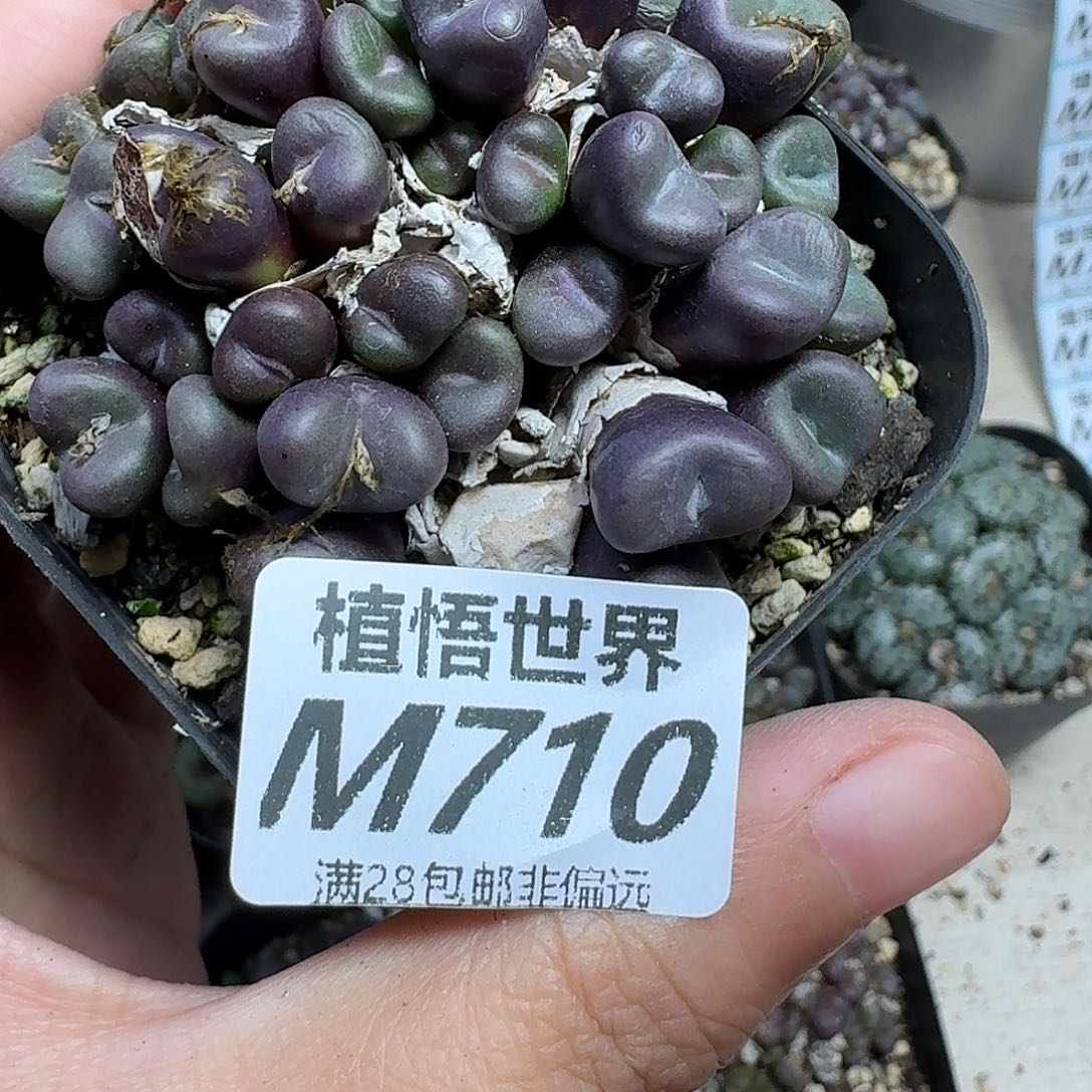 多肉植物的人生fghj