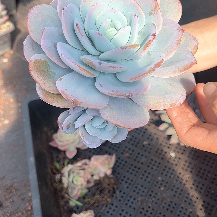 【闪购商品】奶茶福利多肉植物