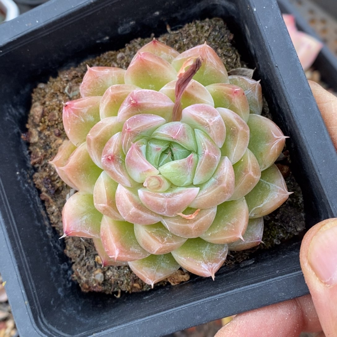 精品多肉一物一拍不包整44