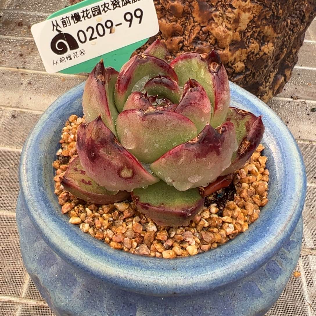 从前慢多肉精选编号0209.99