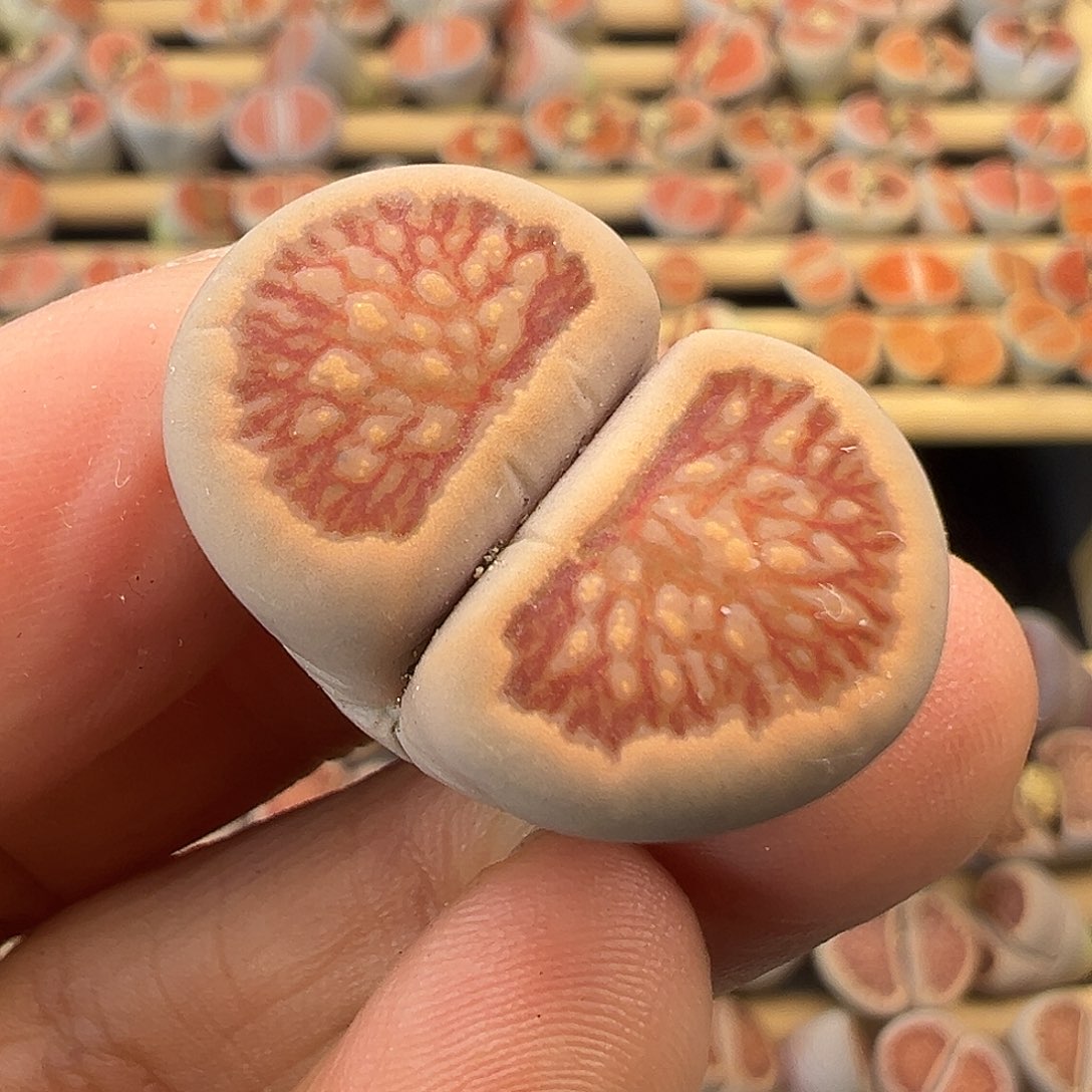 751美菊菊清货了