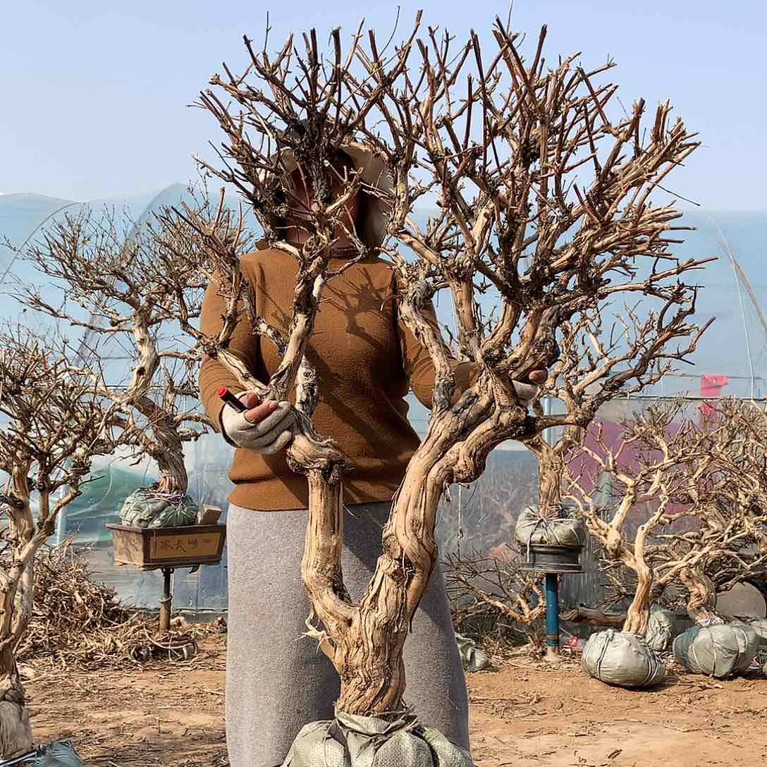 金银花2588445566555