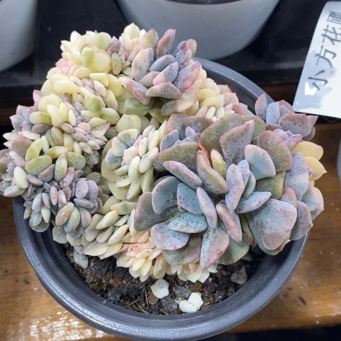 1127雪精灵缀锦 小方花圃一物一拍