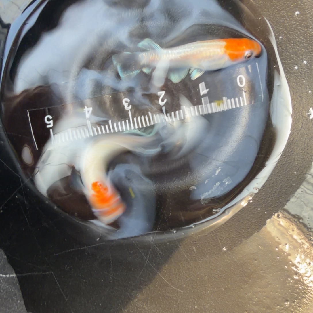 青鳉鱼观背青鳉04