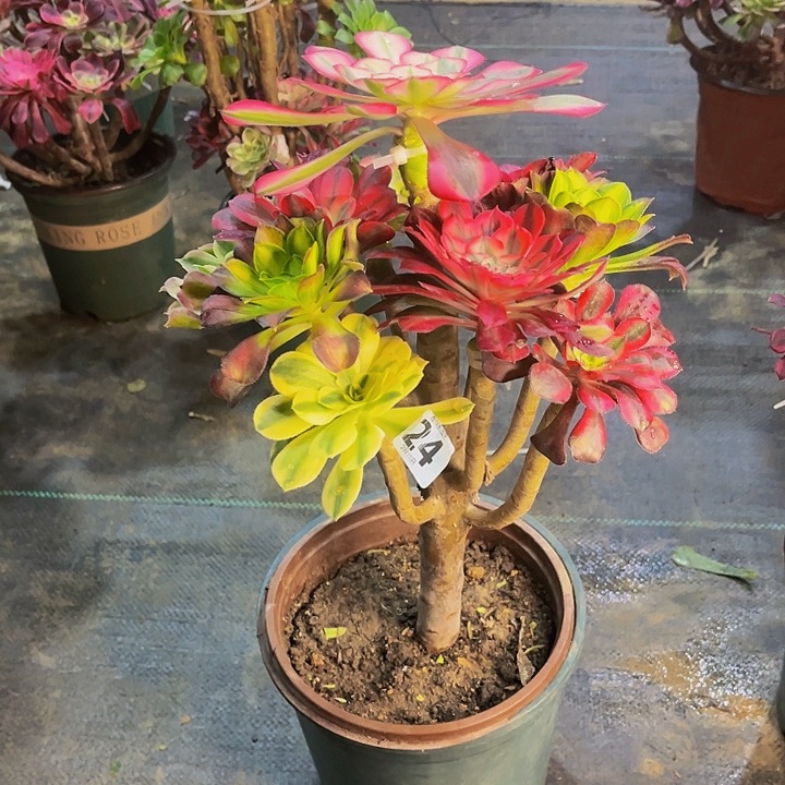 嫁接法师的24444