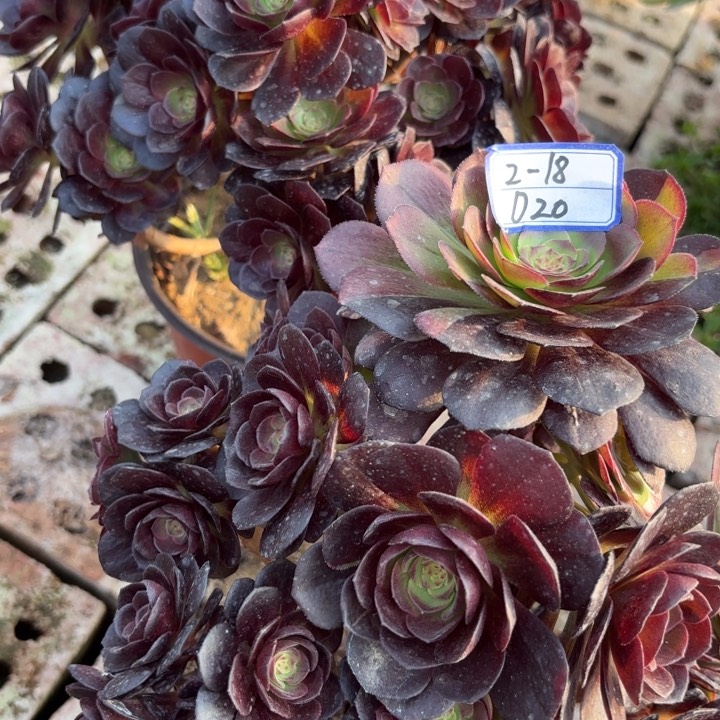 两颗多肉有砍母本断枝不包20