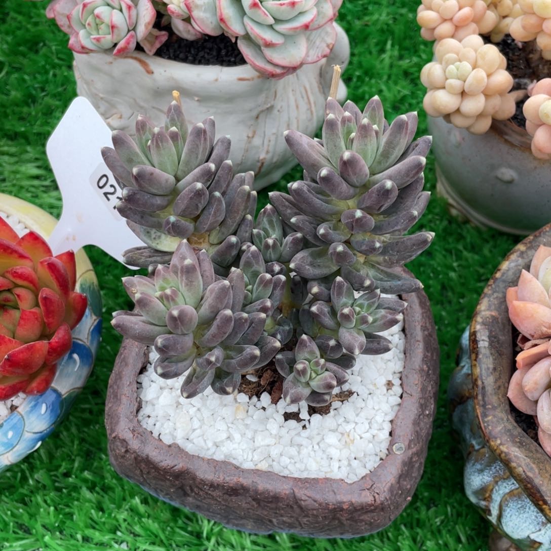 ?****?多肉植物盆栽多肉植物