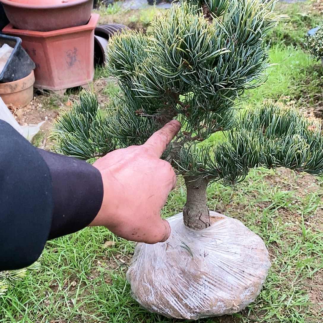 【闪购商品】无花朵