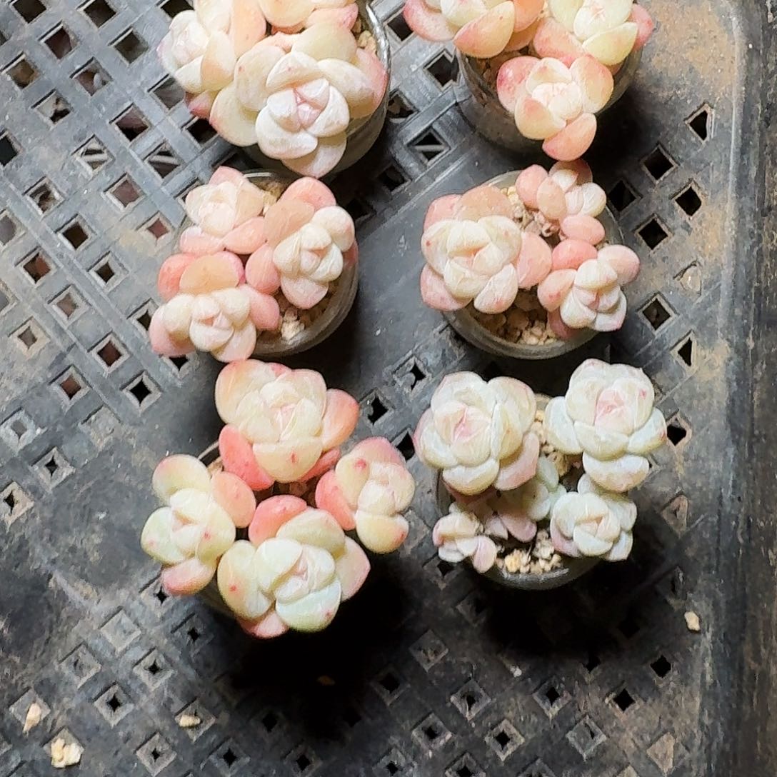 米**！多肉米麒麟专拍6颗一起