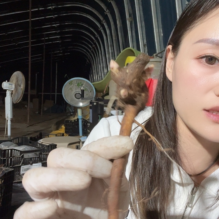 布***里无花朵南希诺拉1芽