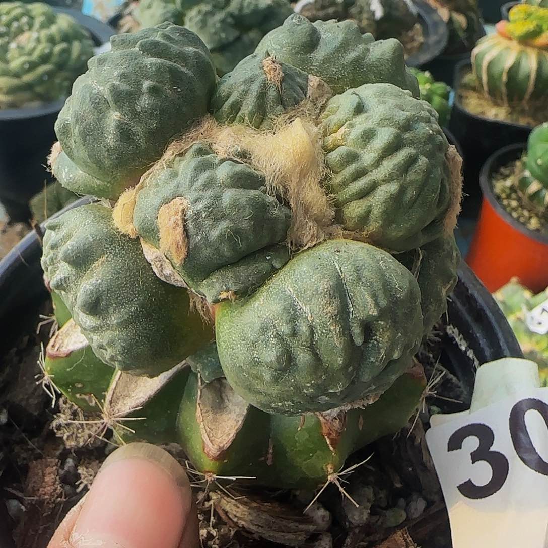 蛋尤怒涛303仙人球