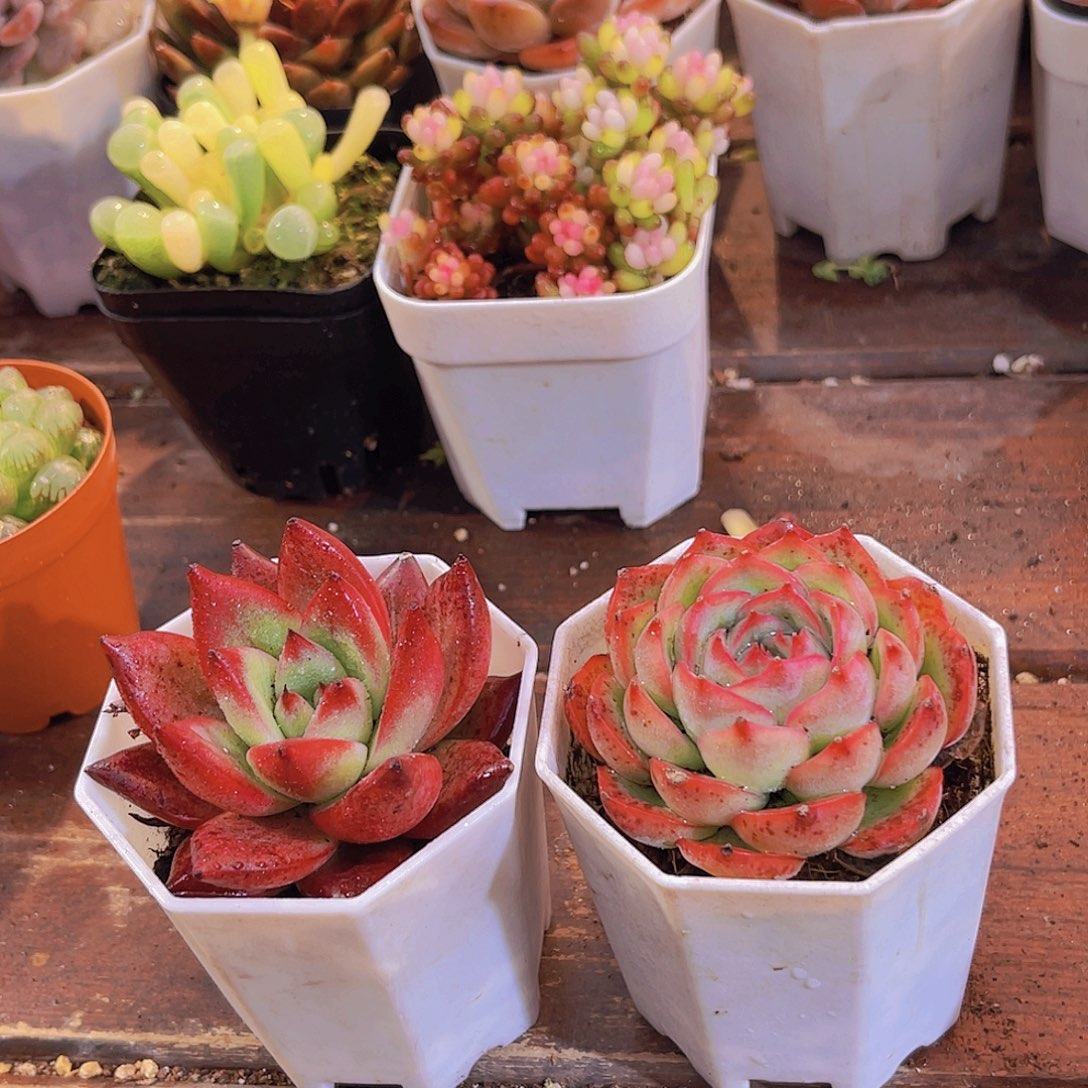 侧影4盆➕罗卡4盆带盆土