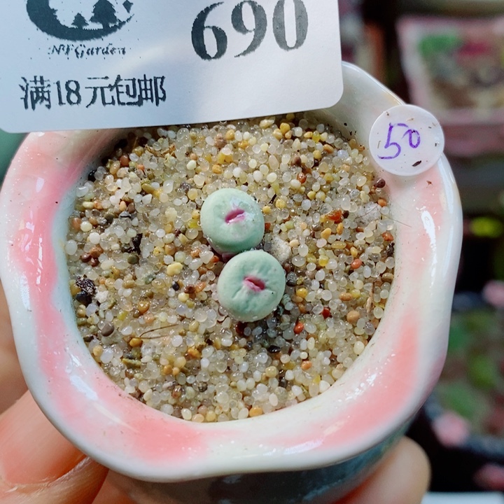 生石花花花花花花花690