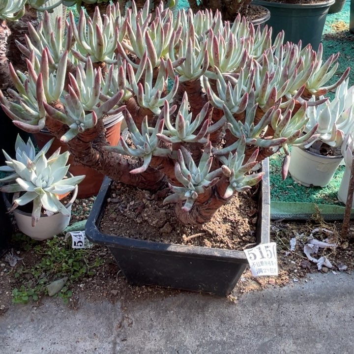 150号莫然一多肉