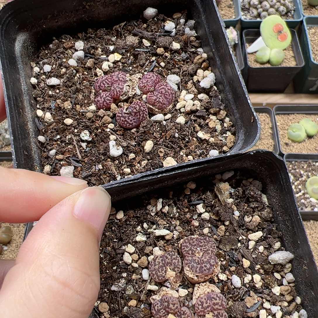 【闪购商品】328 清