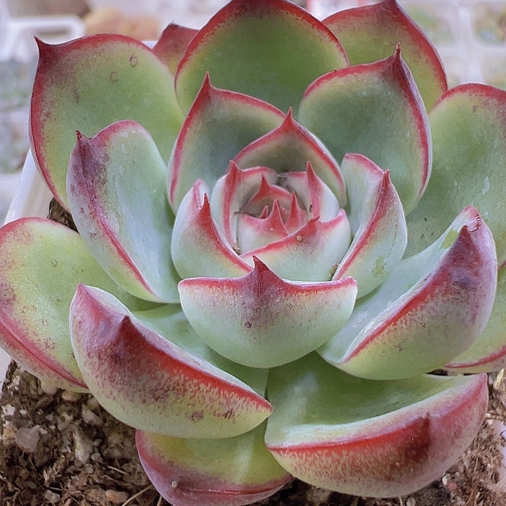 勾魂仙子19包邮多肉植物