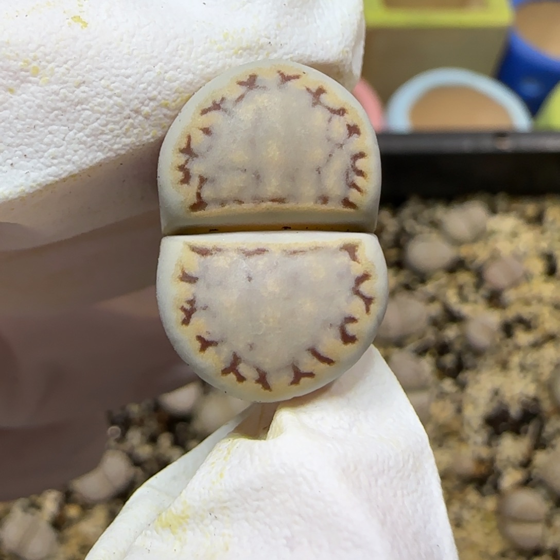 12.27.1621.6糖霜饼干.9044福利