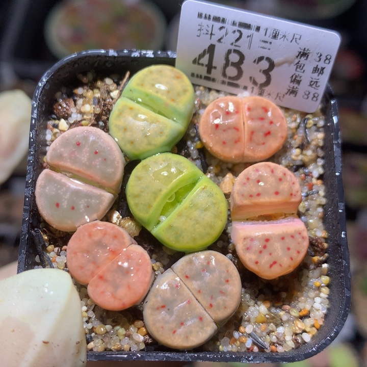 精品生石花221.483