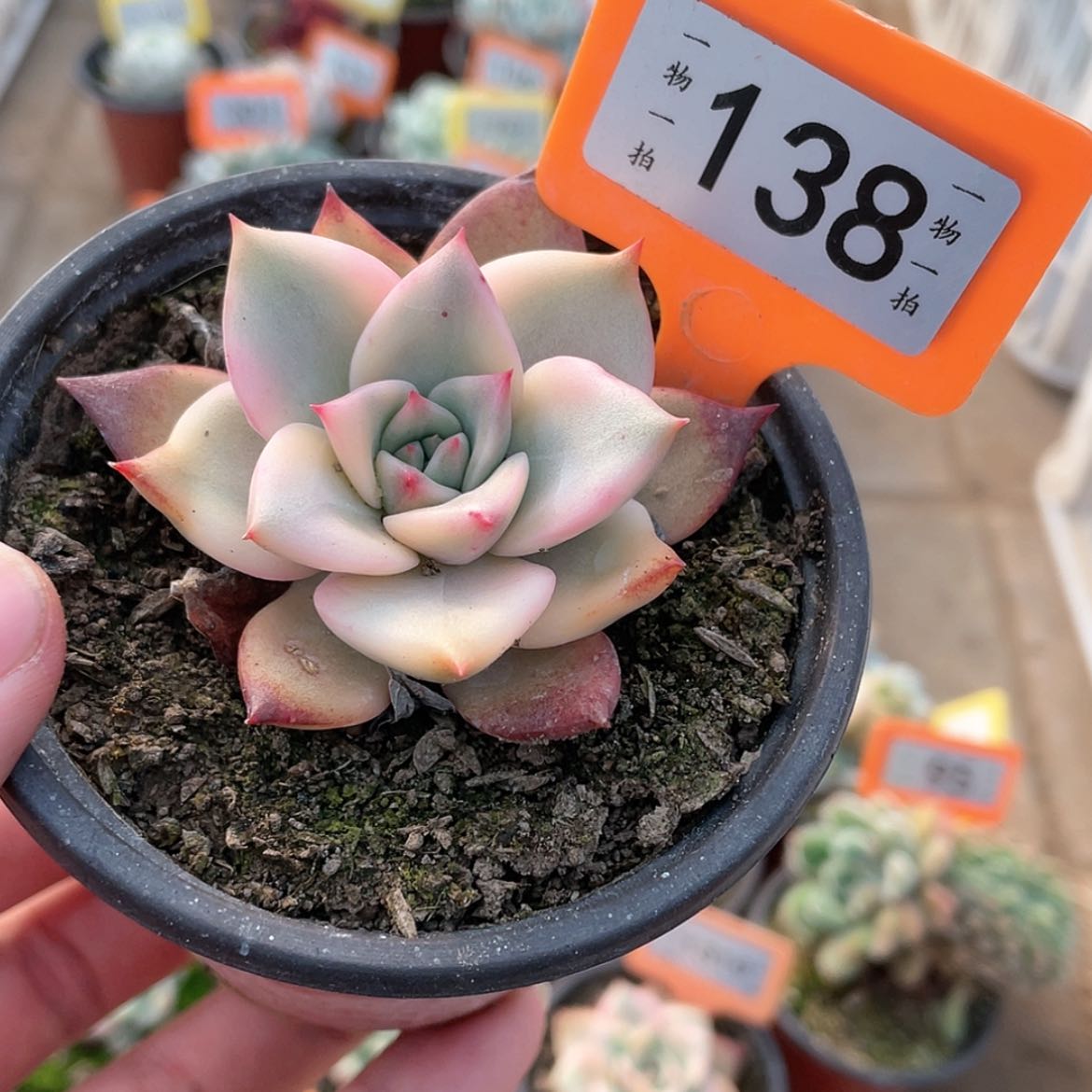 【闪购商品】138号