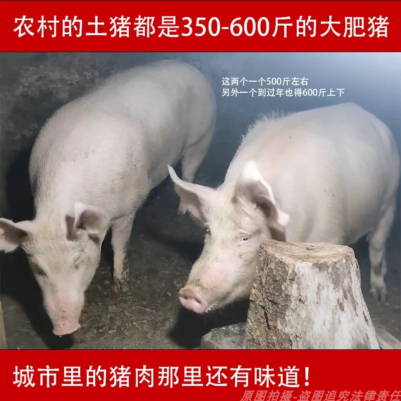 土家山土猪肉一称一拍