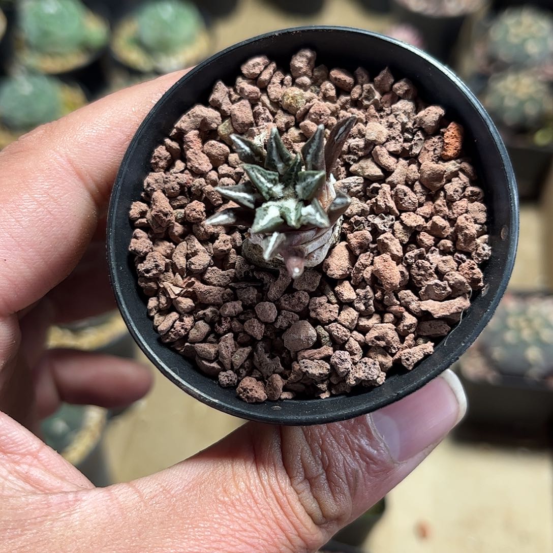 黑牡丹单头发货单头发