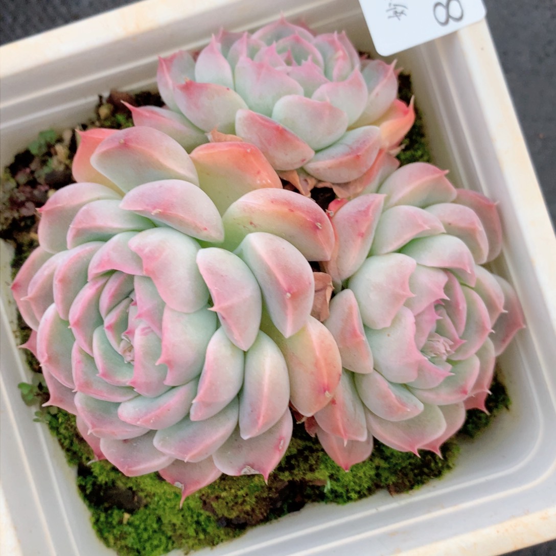 8200杂交多肉植物