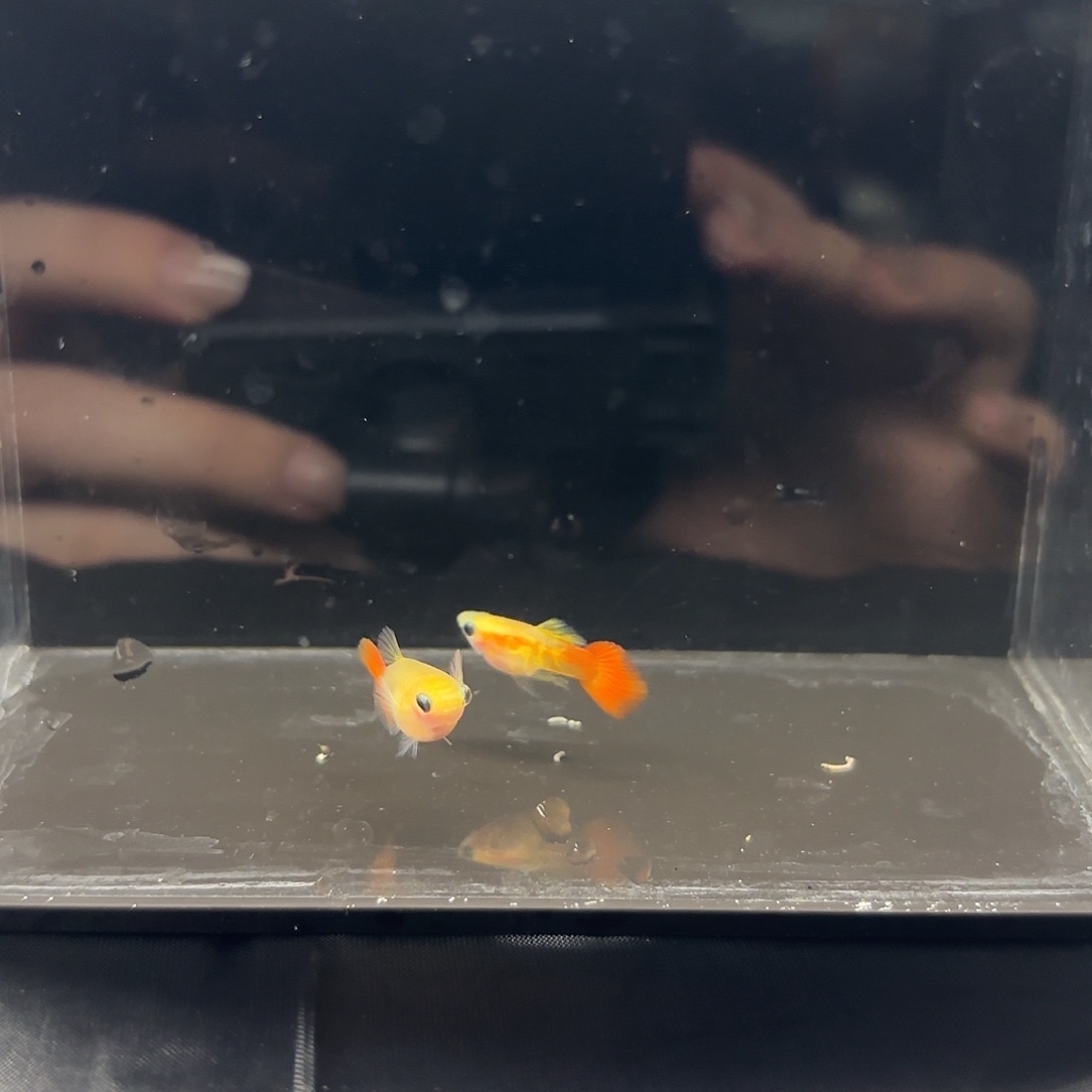 孔雀鱼琉璃玻璃猫1对