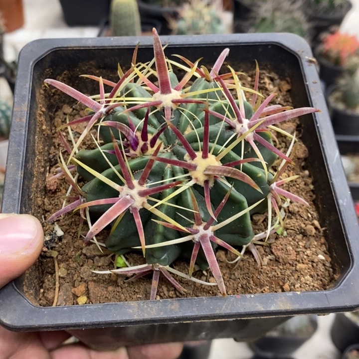 实生宽刺日出特价福利