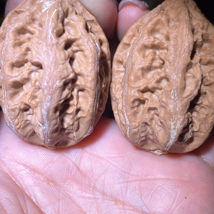 文玩核桃把件东北野生楸子小美1 31