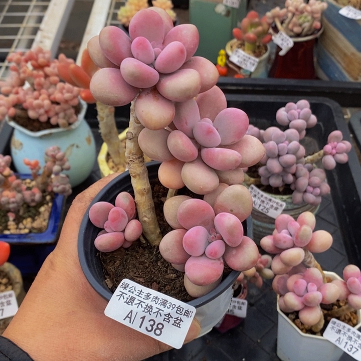 糖果桃蛋老桩138多肉