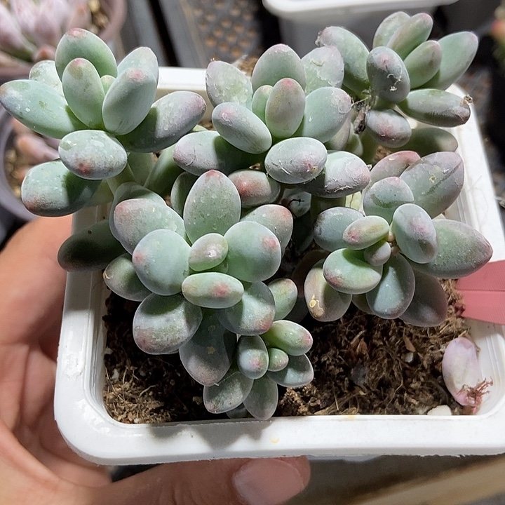多肉植物苹果奶657