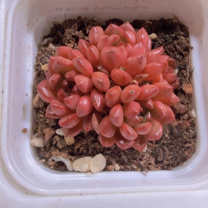 鸡血红宝石群一颗