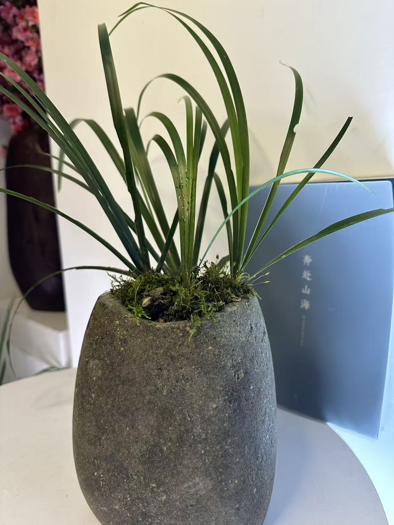 奇石盆栽石菖蒲清新自然适合室内摆放水菖蒲