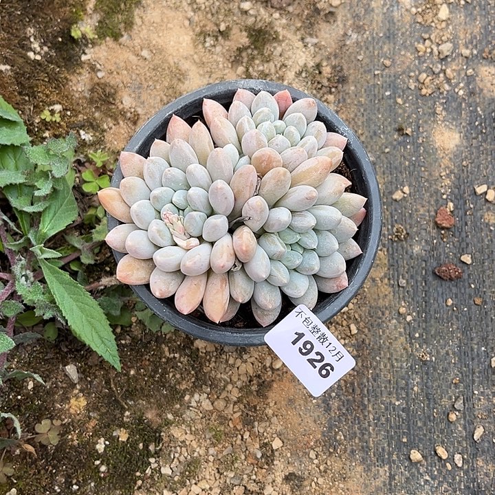 阿雅园艺。      1926奶糖