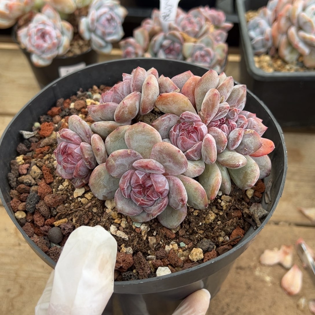 朵缀哈哈哈哈哈紫心