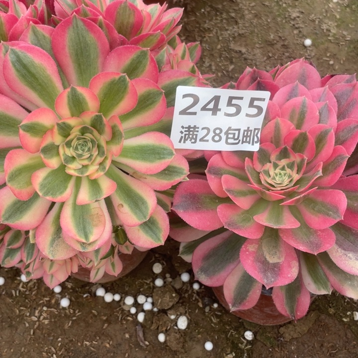 2455一号棚女巫两个A