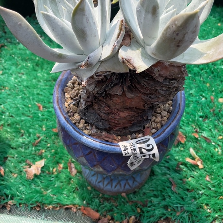 259号普西飞克多肉