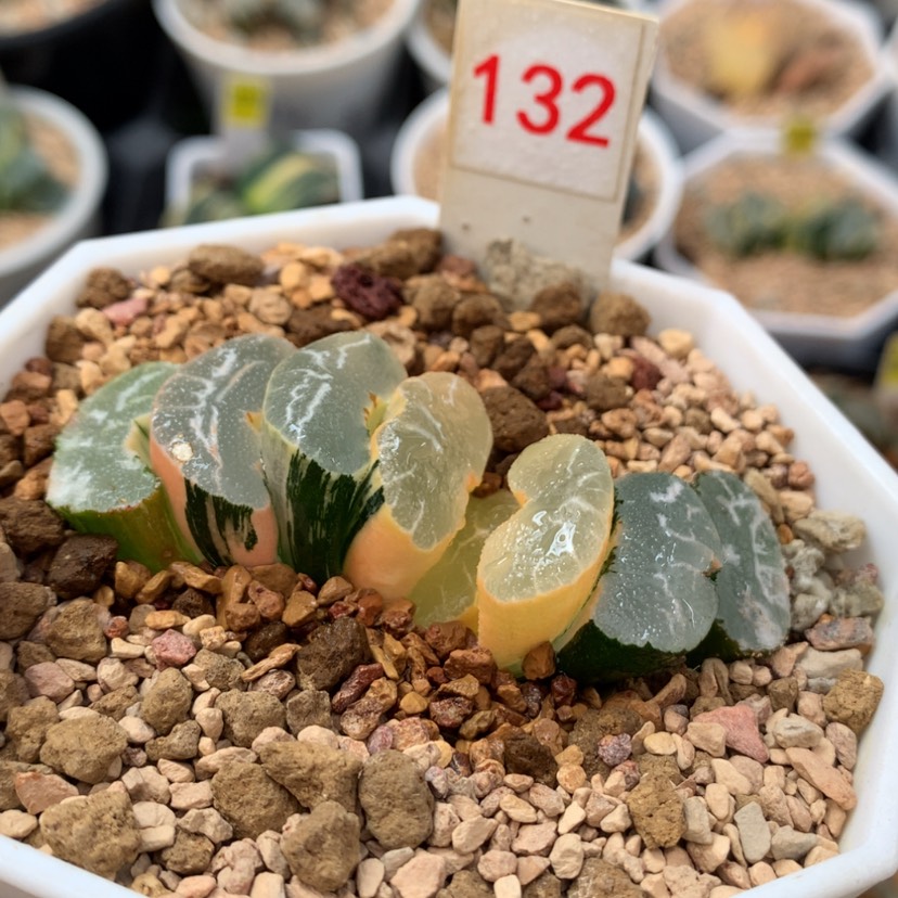 【闪购商品】132大绳玉扇