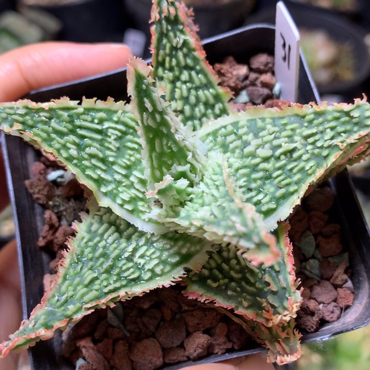 实生园艺芦荟脱土发货