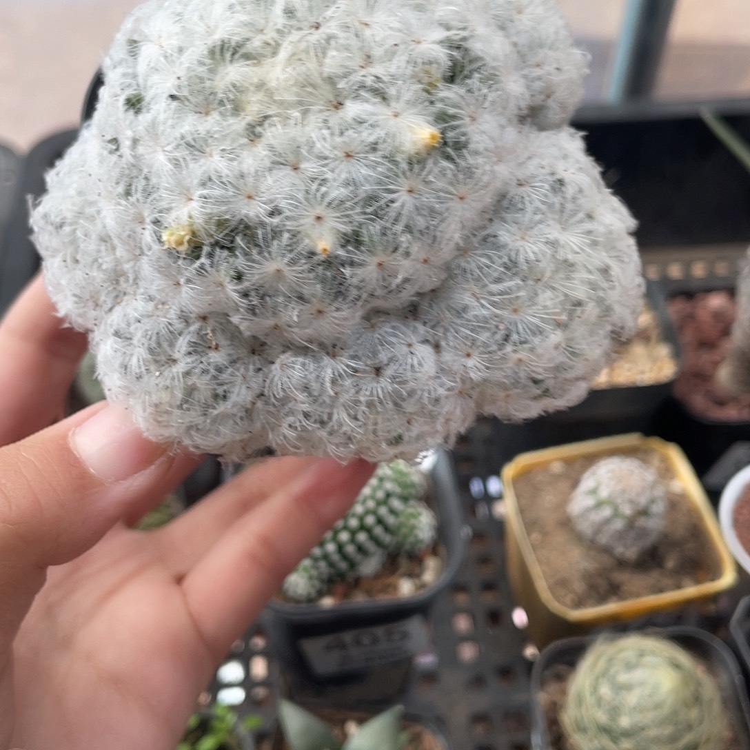 417高尔夫仙人球植物